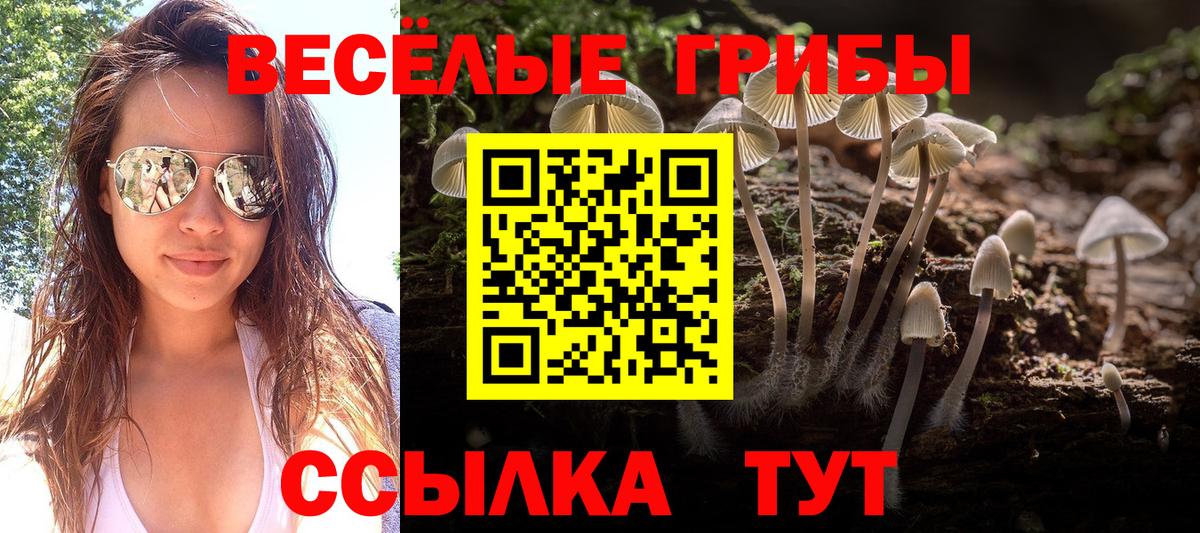 Псилоцибиновые грибы Psilocybe Урус-Мартан